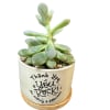 Includes vase and a succulent. 