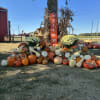 Pumpkin display with two white chrysanthemum mounds and a welcome sign
