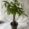 Potted money tree plant with braided trunk and broad green leaves