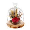Red rose under a glass dome on a wooden base