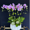 Pink orchid arrangement in a white ceramic pot with succulents