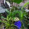 Mixed potted plants with white peace lilies and blue violets
