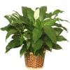 Potted peace lily plant with white blooms in a woven basket