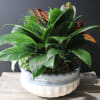 Potted leafy plant in a white ceramic bowl