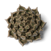 Close-up of a bronze-toned succulent rosette