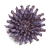Single purple chrysanthemum bloom with layered petals
