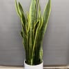 Tall snake plant in a white pot