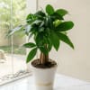 Potted green houseplant in a white ceramic planter on a table