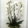 White orchids arranged in a white bowl planter with succulents