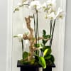 White orchids arranged with driftwood in a black planter