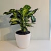 Potted green houseplant with variegated leaves in a white planter