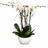White orchid plant in a textured white pot