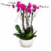 Potted orchid arrangement with bright pink blooms in a white planter