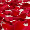 Fresh rose petals approximately from 10- 12 roses 