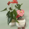 Glossy heart-shaped anthurium blooms in red and pink rise above deep green
