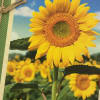 Sunflower on a printed card with a blue sky background