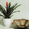 Potted bromeliad with orange bloom beside a decorative leaf-shaped bowl