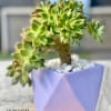 Potted succulent in a lavender geometric planter with white pebbles