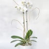 White orchid plant in a white pot with tall curved stems