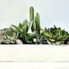 Succulent arrangement in a white rectangular planter with cactus accents