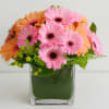 Pink and orange gerbera daisies arranged in a clear square vase