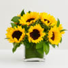 Sunflowers arranged in a clear square glass vase