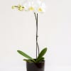 White orchid plant in a dark pot