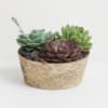 Three succulents in a rustic round planter with decorative stones
