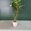 Potted lucky bamboo plant in a white ceramic pot