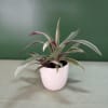 Potted striped houseplant in a pink ceramic pot