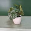 Small potted plant with round silver-green leaves in a pale pink pot