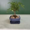 Small potted bonsai tree in a blue ceramic pot