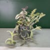 Variegated trailing plant in a gray pot