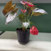 Potted anthurium plant with red spathes in a black nursery pot