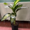 Potted variegated tropical plant with broad green and yellow leaves
