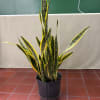 Potted snake plant with tall variegated leaves in a black nursery pot