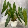 A customer Favorite for a reason- this striking philodendron brings instant style