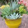Flowers Included:

4-6 kinds succulent plant with blooming plants.

Also Included:

Ribbon
Vase &amp; Greenery