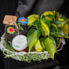 Gift basket with a potted plant, jam jar, and small decorative box
