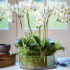 An impressive orchid arrangement that showcases a five of gorgeous phalaenopsis blooming