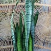 A hearty snake plant potted in ceramic pot.