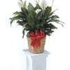 Potted peace lily arrangement in a wicker basket with a red bow