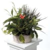 Potted green plant arrangement with a small orange butterfly accent