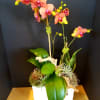Orchid arrangement in a white rectangular planter with succulents and driftwood