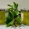 Two rosemary lemon candles with a potted plant between them