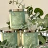 Three eucalyptus mint candles with eucalyptus branches