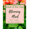 Pink sign reading "Blooming Plant" surrounded by flowers and green leaves