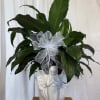 Potted green plant in a white angel-shaped ceramic planter with a silver bow