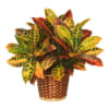 Potted croton plant with multicolored leaves in a woven basket