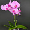 Pink orchid plant in a decorative pot